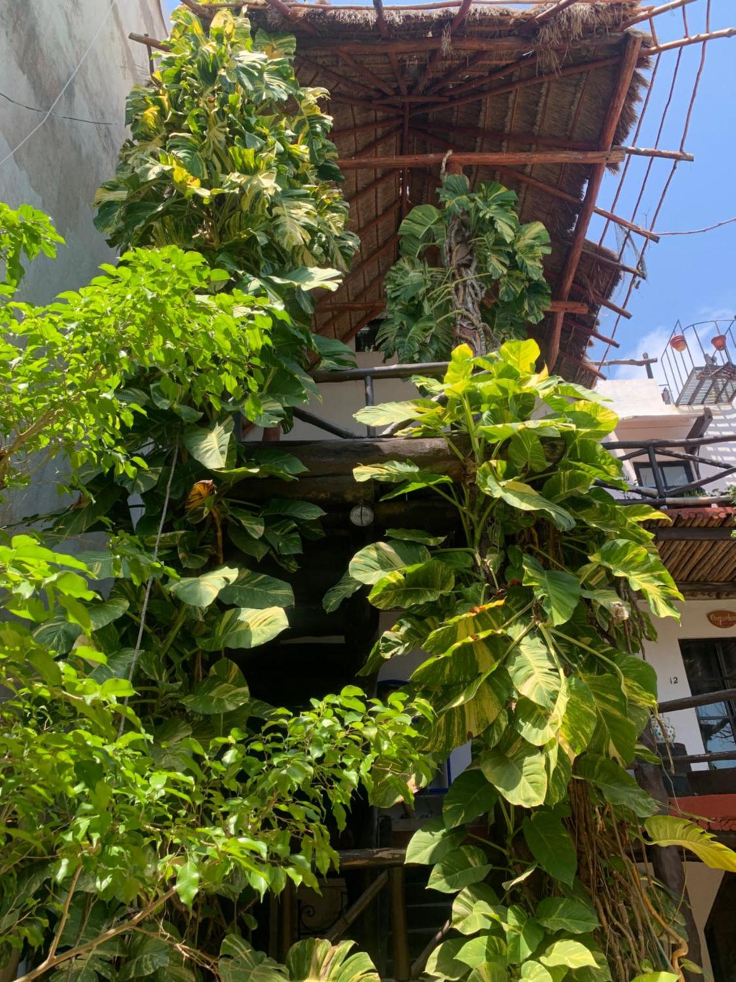 Casa Caribe Cancun Bagian luar foto A green wall in Mexico City